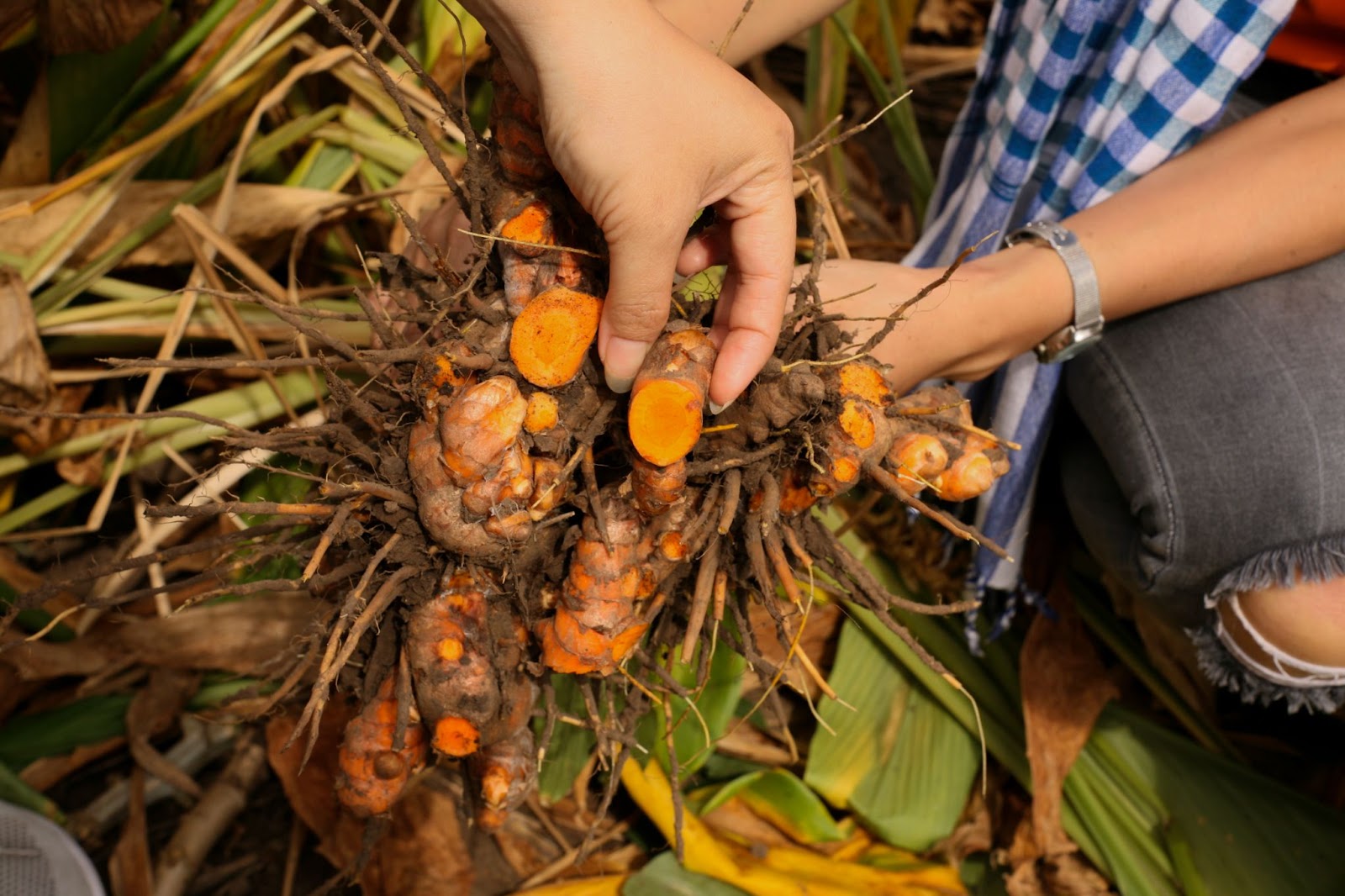 in land root have turmeric cultivation