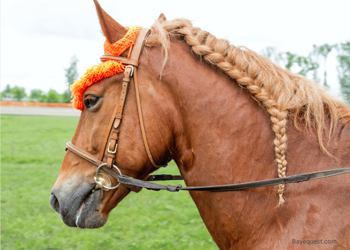 Horses With The Thickest And Longest Manes