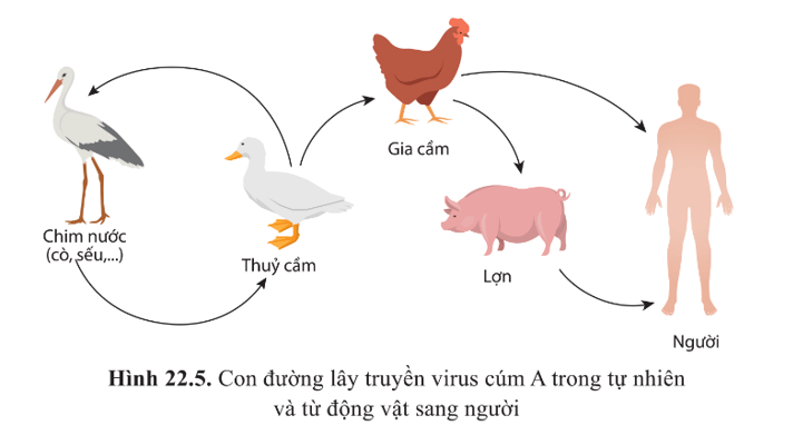 BÀI 22 - PHƯƠNG THỨC LÂY TRUYỀN, CÁCH PHÒNG CHỐNG VÀ ỨNG DỤNG CỦA VIRUS