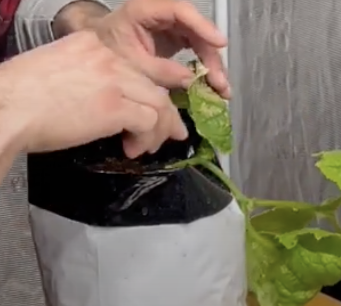 trimming brown leaves