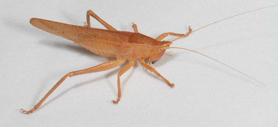 Anatomy of a cricket