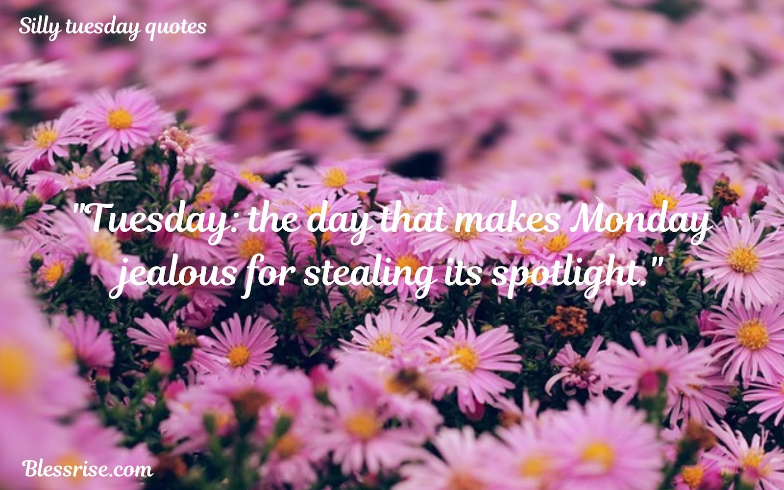 Tuesday Quotes
