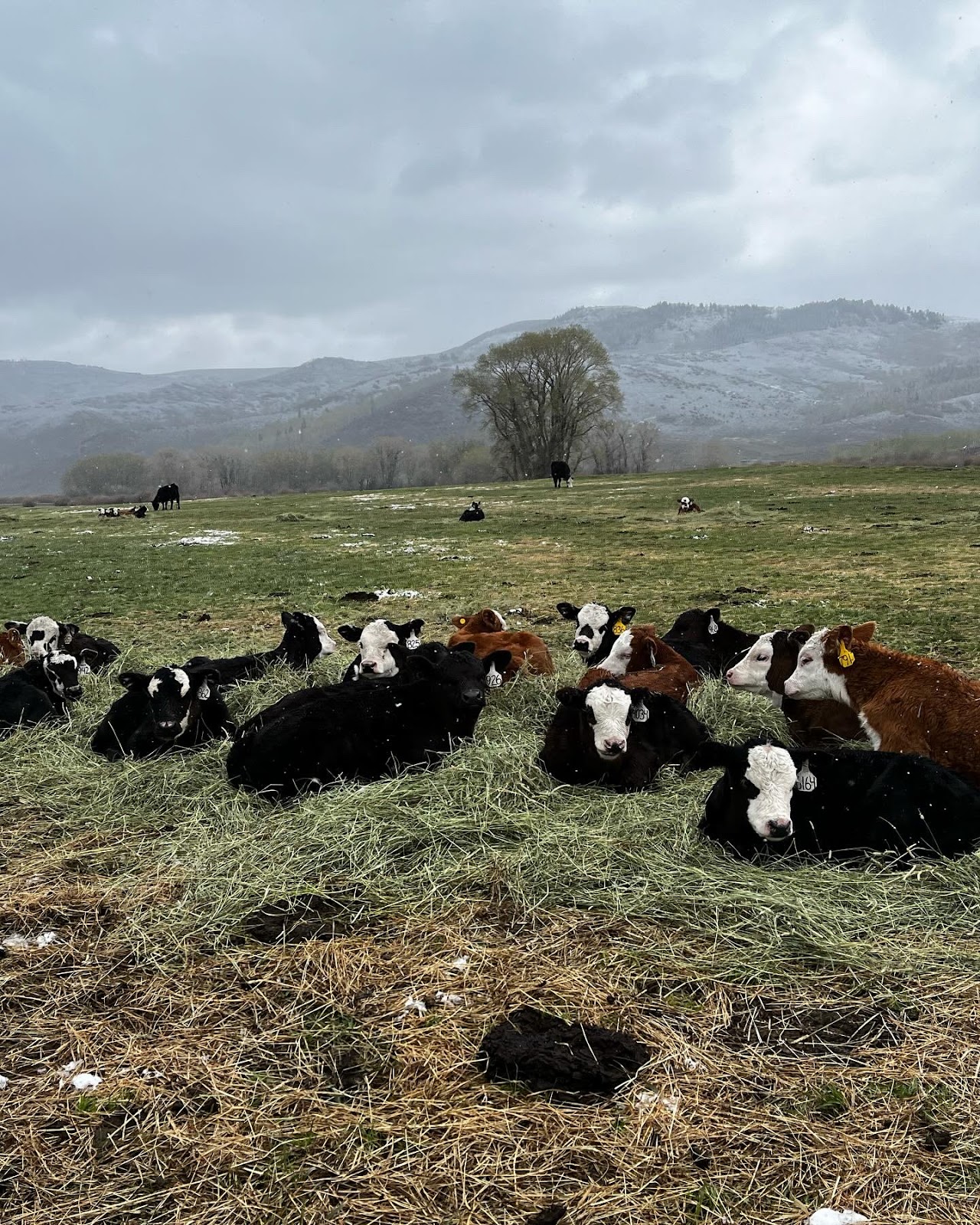 Yampa Valley cattle