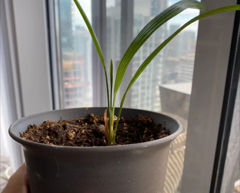 Propagation of Windmill Palm