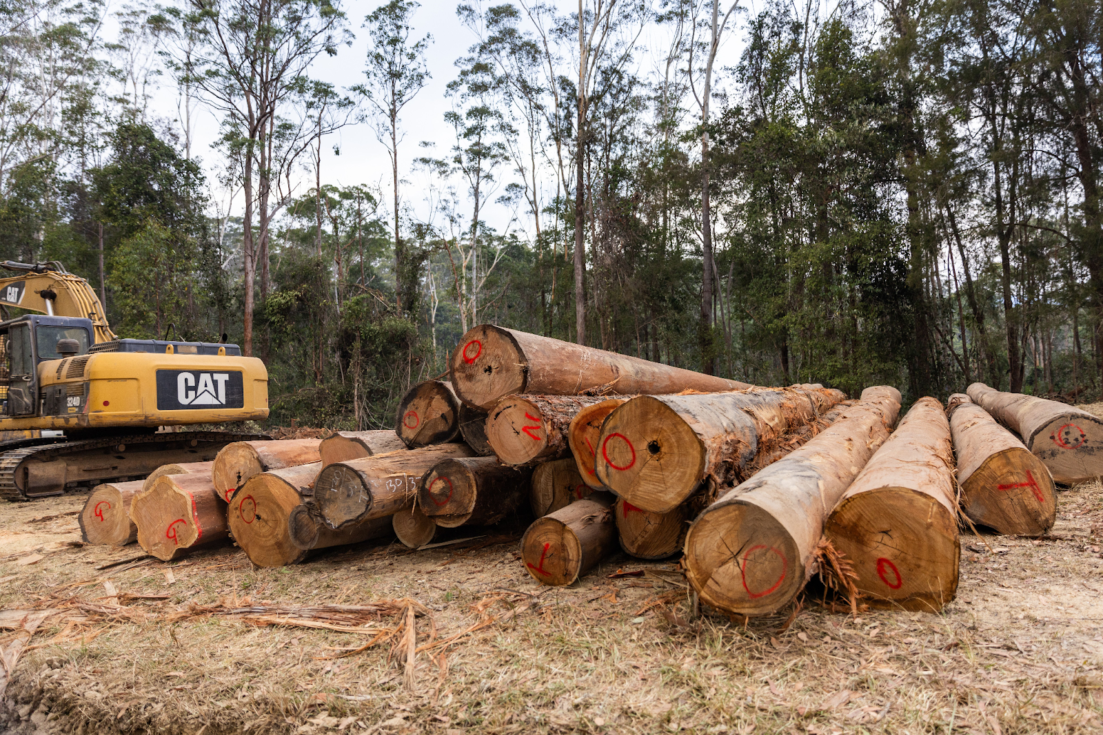 logged trees