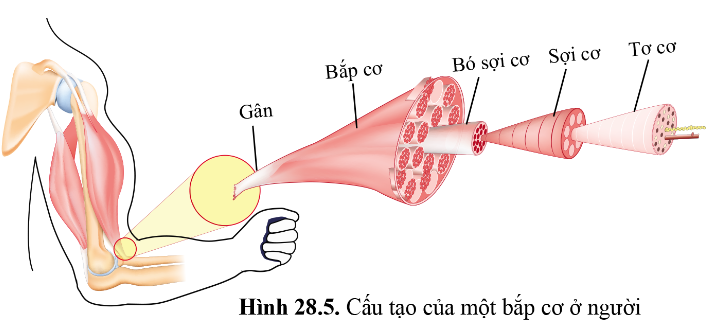 BÀI 28 - HỆ VẬN ĐỘNG Ở NGƯỜI