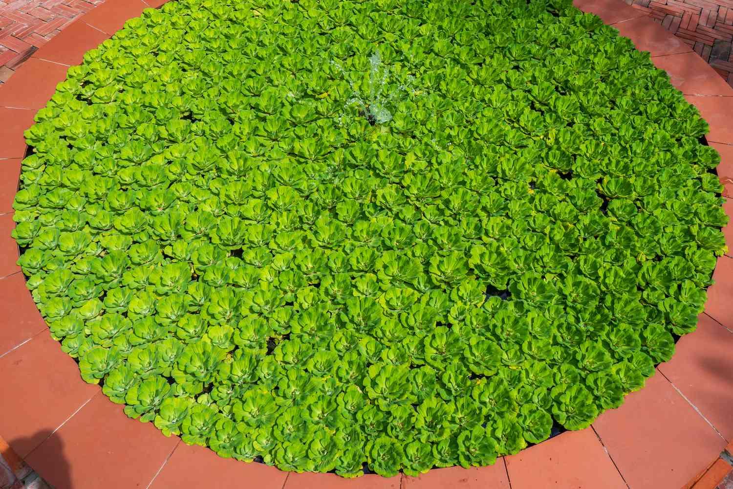 Mankai-Duckweed-superfood-GettyImages-1330156251-225893cb25d044c89b187173cd254cdd