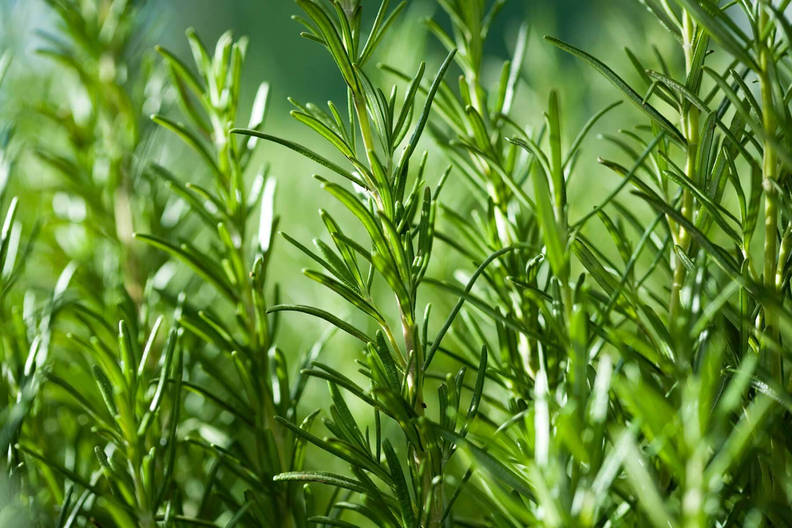 Why Grow Rosemary at Home