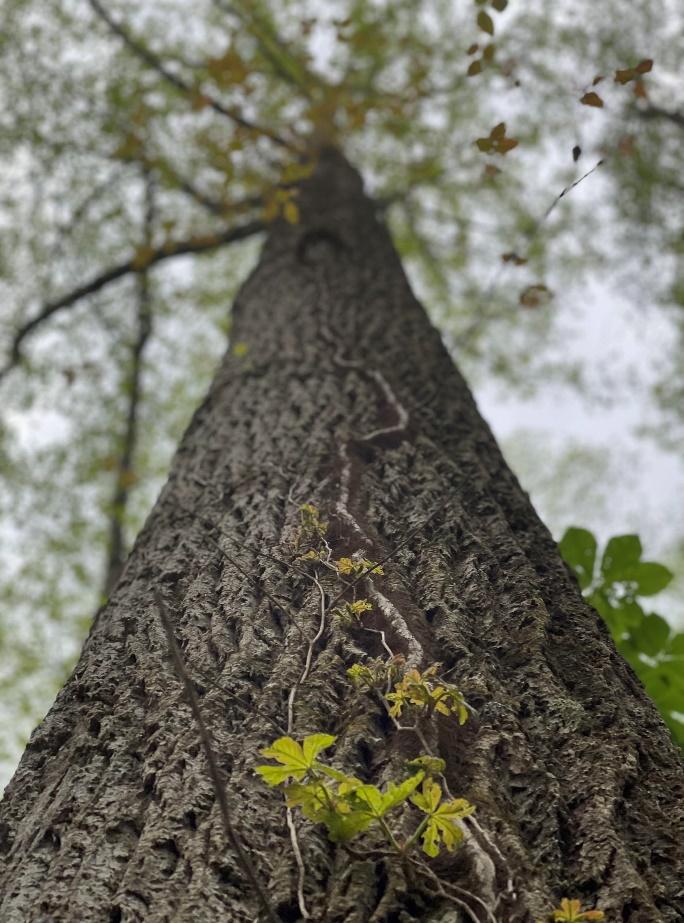 Rich cove forest with tall Poplars ad lush understory at The Retreats at Spring Creek Preserve.