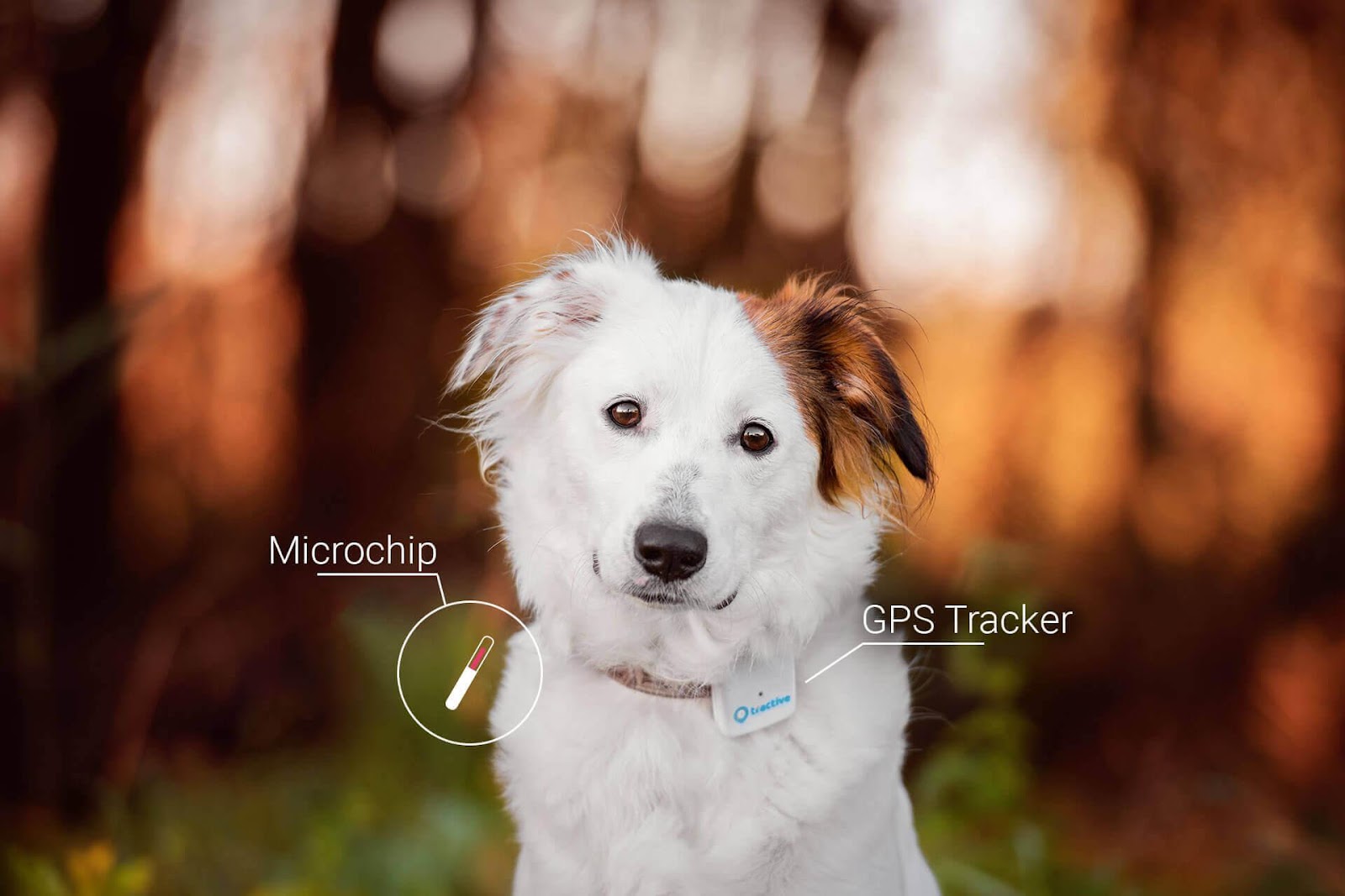 traceur de chien puce versus traceur gps