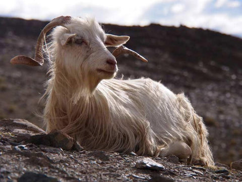 Which Animal Produces Wool for Making Fine Pashmina Shawls? Discover Now