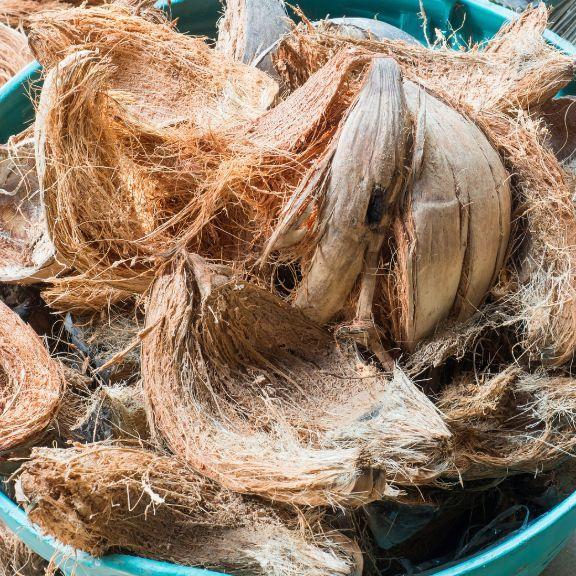 Coconuts to make Coco Coir