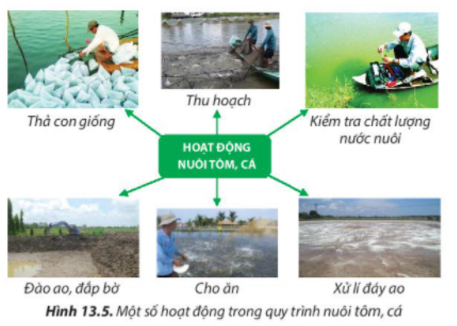 BÀI 13. QUY TRÌNH KĨ THUẬT NUÔI THỦY SẢN1. Môi trường nuôi thủy sảnCâu 1: Hình 13.1 cho thấy thủy sản sống trong những môi trường như thế nào?Đáp án chuẩn:Hình 13.1a: lồng bèHình 13.1b: lưới nuôi trồngHình 13.1c: sôngHình 13.1d: đầmCâu 2: Khả năng hòa tan các chất vô cơ, hữu cơ của nước có tác dụng gì khi nuôi thủy sản?Đáp án chuẩn:Việc hòa tan các chất vô cơ, hữu cơ của nước giúp các sinh vật sống trong nước sử dụng được các chất dinh dưỡng một cách nhanh hơn, dễ dàng hơn2. Thức ăn của thủy sảnCâu 3. Vì sao thức ăn lại ảnh hưởng đến năng suất và chất lượng thủy sản?Đáp án chuẩn:Thủy sản trong từng giai đoạn nuôi cần thức ăn phù hợp với giá trị dinh dưỡng cần thiết. Thức ăn chất lượng cao giúp thủy sản phát triển nhanh và tăng năng suất, sản lượng.2.2. Một số thủy sản có giá trị cao ở Việt NamCâu 4: Quan sát hình 13.2; 13.3; 13.4, hãy phân biệt và đánh giá ưu, nhược điểm của các loại thức ăn cho tôm, cá.  Đáp án chuẩn:Hình 13.2: Thức ăn tự nhiên của thủy sản:- Ưu điểm: Không cần qua chế biến, có sẵn trong tự nhiên, dễ tìm kiếm, chi phí thấp- Nhược điểm: Khó bảo quản, hàm lượng dinh dưỡng tùy thuộc vào từng loại thức ănHình 13.3: Thức ăn thô cho thủy sản + Hình 13.4: Thức ăn viên công nghiệp cho thủy sản- Ưu điểm: Giàu chất dinh dưỡng, dễ bảo quản, có khả năng bảo quản lâu- Nhược điểm:  Phải qua chọn lọc, chế biến. Chi phí caoCâu 5: Hãy kể tên một số nguyên liệu khác có thể dùng làm thức ăn cho tôm, cá.Đáp án chuẩn:- Các động thực vật phù du- Các mùn bã hữu cơ- Ốc, cá tạp- Các phụ phẩm trong nông nghiệp, bột cá khô, bột ruốc- Cám gạo, bột gạo lứt, đậu nành..- Chất thải vật nuôi như trâu, bò, lợn, gà...Câu 6: Vì sao lại sản xuất thức ăn công nghiệp nuôi cá ở dạng viên nổi và thức ăn công nghiệp nuôi tôm ở dạng viên chìm?Đáp án chuẩn:Cám viên nổi giúp người nuôi quan sát và đánh giá sức khỏe, sự sống của cá dựa trên mức tiêu thụ thức ăn, từ đó điều chỉnh lượng thức ăn phù hợp.Câu 7: Vì sao khi nuôi tôm, cá ở mật độ cao, người nuôi hay sử dụng thức ăn viên công nghiệp?Đáp án chuẩn:Thức ăn công nghiệp được sản xuất đặc biệt cho từng loại vật nuôi, nhập khẩu nguyên liệu chất lượng cao để cải thiện sự hấp thụ dinh dưỡng và đáp ứng yêu cầu kỹ thuật cao.Câu 8: Làm thế nào để tăng nguồn thức ăn cho tôm, cá nuôi?Đáp án chuẩn:Để tăng nguồn thức ăn cho tôm cá nuôi, cần bón phân hữu cơ và vô cơ hợp lý để thúc đẩy sự phát triển của vi sinh vật. Điều này giúp các động vật thực vật và thủy sinh phát triển mạnh mẽ. 3. Quy trình kĩ thuật nuôi thủy sản (tôm, cá)Câu 9:  Em hãy sắp xếp các hoạt động nuôi tôm, cá trong hình 13.5 theo thứ tự hợp líĐáp án chuẩn:Đào ao, đắp bờ -> Xử lí đáy ao -> Kiểm tra chất lượng nước nuôi -> Thả con giống -> Cho ăn -> Thu hoạch3.3. Chăm sóc, quản líCâu 10: Vì sao cho tôm, cá ăn ít và nhiều lần lại tránh được việc ô nhiễm môi trường nuôi tôm, cá?Đáp án chuẩn:Thức ăn cho tôm cá thường là dạng viên hoặc bột, được sản xuất từ nhiều thành phần khác nhau và dễ tan trong nước. Tôm cá có thể lựa chọn những chất dinh dưỡng mà chúng cần, và các chất thừa sẽ chìm xuống đáy ao. Câu 11: Vì sao phải kiểm tra ao nuôi thường xuyên trong quá trình nuôi tôm, cá?Đáp án chuẩn:Thường xuyên kiểm tra sẽ phát hiện kịp thời các yếu tố gây bệnh cho tôm cá và từ đó áp dụng biện pháp phòng ngừa hoặc điều trị bệnh hiệu quả. Câu 12: Vì sao trong nuôi thủy sản người ta lại đặc biệt quan tâm đến công tác phòng bệnh.Đáp án chuẩn:Vì :- Để người ta chủ động hơn trong việc kiểm soát chất lượng sản phẩm thủy sản- Phòng bệnh sẽ có chi phí ít hơn là chữa bệnhCâu 13: Cho biết ưu và nhược điểm của mỗi phương pháp thu hoạch tôm, cá.Đáp án chuẩn:(1) Phương pháp thu từng phần: - Ưu điểm: Làm tăng năng suất cá nuôi lên 20%, cung cấp thực phẩm tươi sống thường xuyên.- Nhược điểm: Các cá thể không cùng lứa tuổi nên khó chăm sóc, cải tạo, tu bổ ao. Tốn thời gian(2) Phương pháp thu hoạch toàn bộ:- Ưu điểm: Sản phẩm tập trung, chi phí đánh bắt không lớn.- Nhược điểm: Năng suât của tôm cá bị hạn chế, tốn nhiều giống.Luyện tậpCâu 1. Khi nuôi tôm mật độ cao (thâm canh) bắt buộc phải sử dụng quạt nước. Hãy giải thích tác dụng của quạt nước trong đầm nuôi tôm.Đáp án chuẩn:Quạt nước giúp :- Tạo dòng chảy và cung cấp ôxy cho ao nuôi.- Điều hòa và làm cân bằng các yếu tố môi trường trong ao-> Tăng cường hoạt động của tôm, giúp tôm tiêu hóa và hấp thụ thức ăn tốt hơn.Câu 2. Gia đình bạn Minh ở Bến Tre có đất rộng, điều kiện tự nhiên rất phù hợp để nuôi tôm sú nên đã cải tạo ao nuôi tôm sú. Ba vụ đầu nuôi đạt kết quả tốt, thu lãi lớn. Sau thu hoạch, gia đình tranh thủ mua giống, thả nuôi ngay, kết quả từ vụ thứ tư tôm bị nhiễm bệnh và chết hàng loạt, gia đình không hiểu nguyên nhân vì sao. Em hãy vận dụng những hiểu biết về kĩ thuật nuôi để giải thích và đề xuất giải pháp khắc phục.Đáp án chuẩn:- Bạn Minh đã thả tôm ngay sau khi thu hoạch vụ ba mà chưa xử lý nguồn nước và ao nuôi.- Biện pháp khắc phục là bắt số tôm còn lại trong ao, vệ sinh, tiêu độc và khử trùng ao, sau đó thay mới nguồn nước trong ao trước khi đưa tôm vào nuôi.Vận dụng