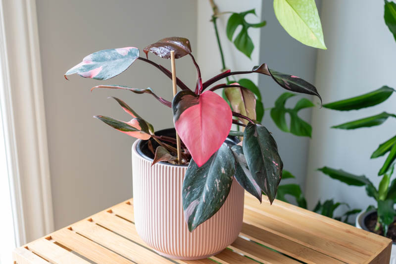 Philodendron Pink Princess