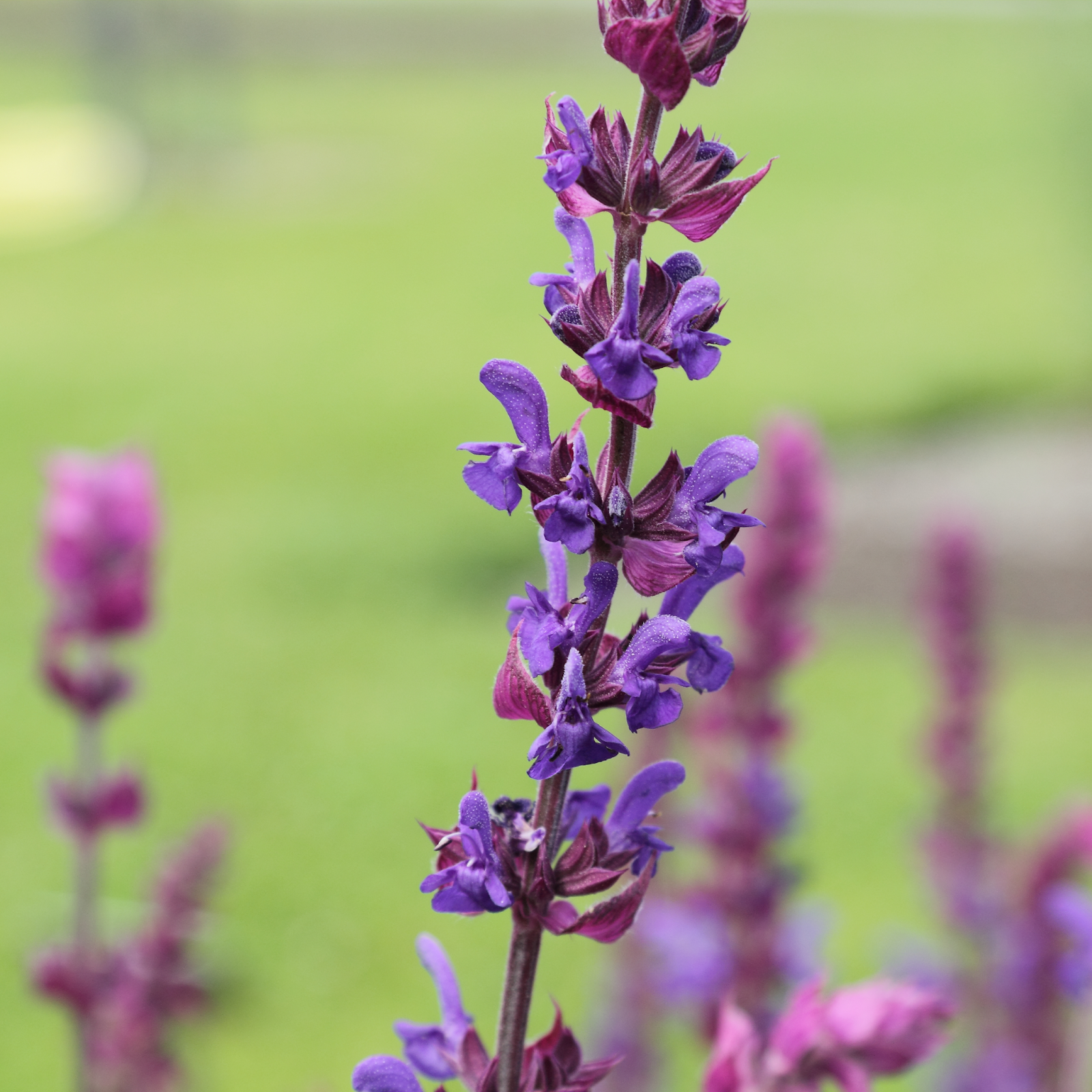 Botanical Description Salvia