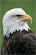 media / source_pictures / eagle.zip