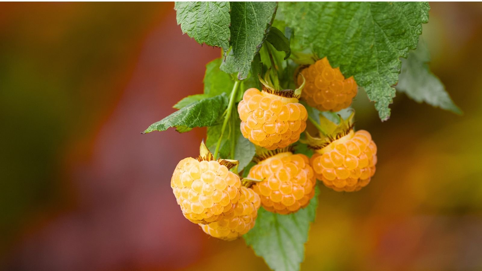 A close-up shot several yellow-gold colored fruit clusters alongside their leaves in a well lit area outdoors