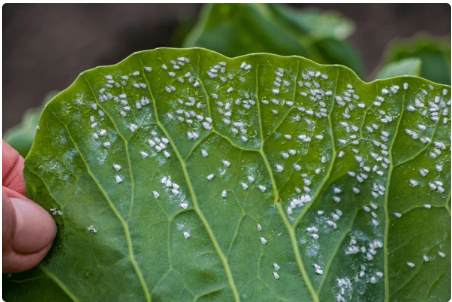 A close up of a leaf

AI-generated content may be incorrect.