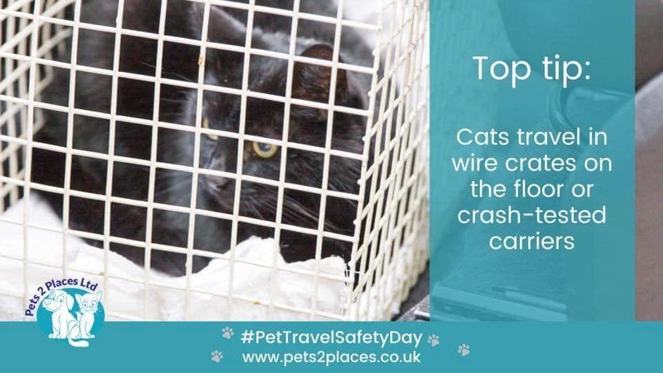 black cat in a white travel cage