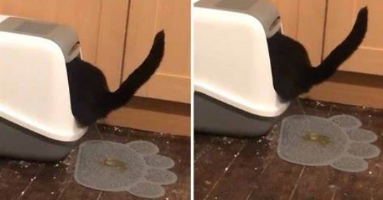  cat peeing outside the litter box