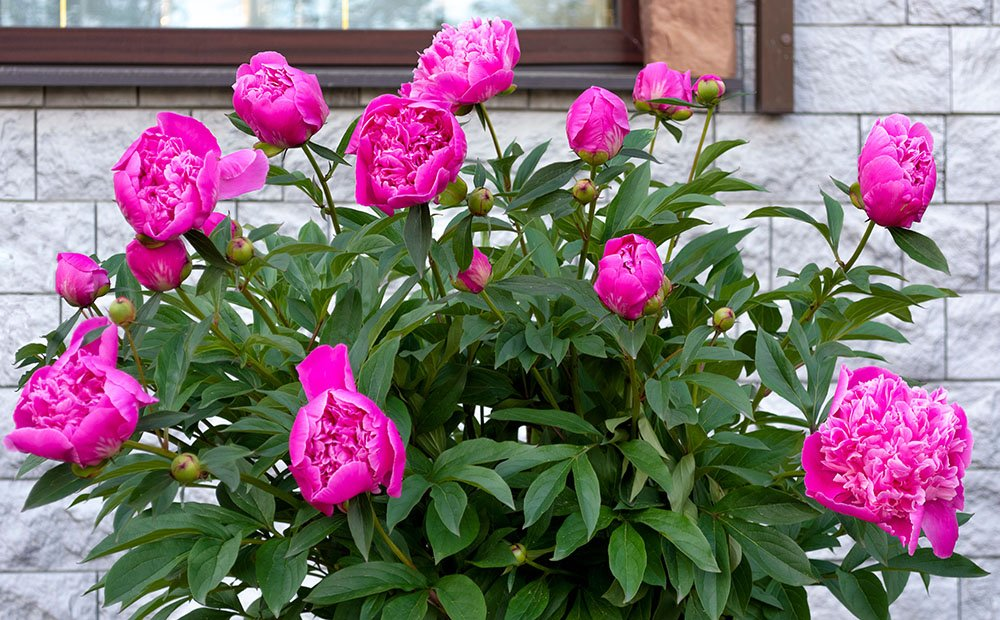 History and Cultural Significance Peonies