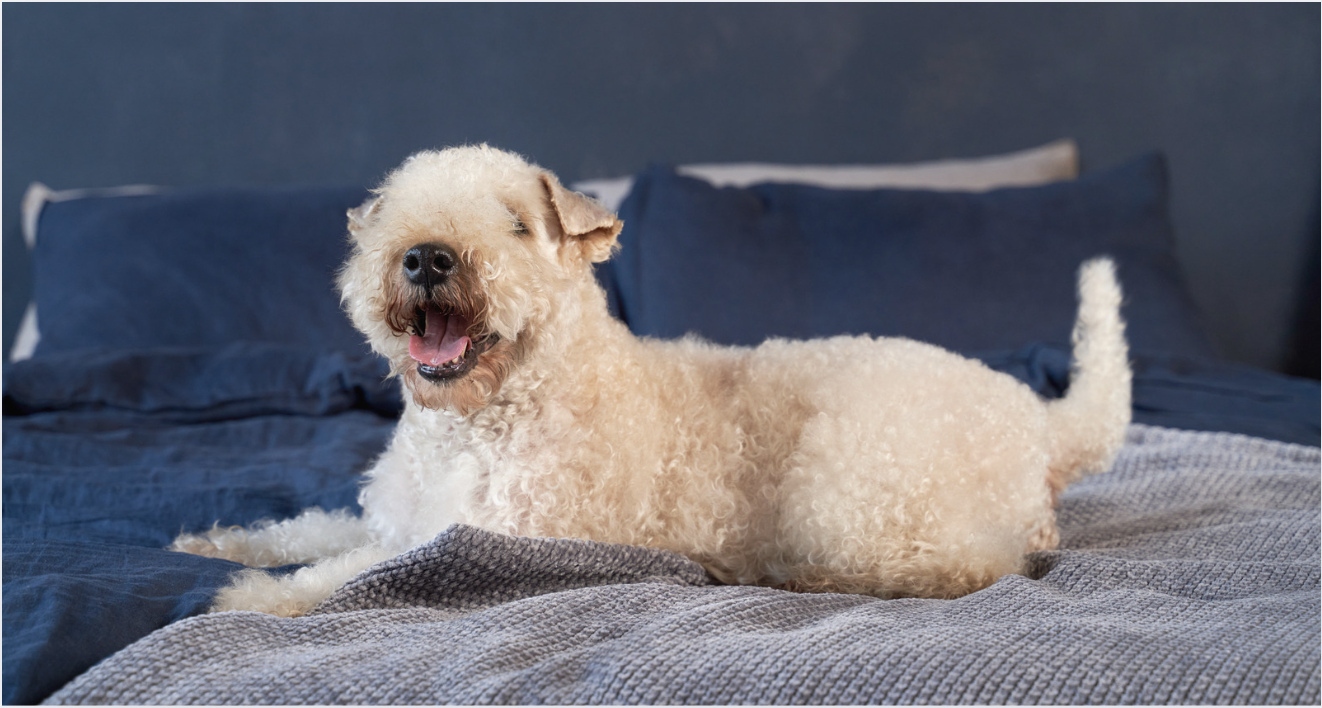 Soft Coated Wheaten Terrier on the bed