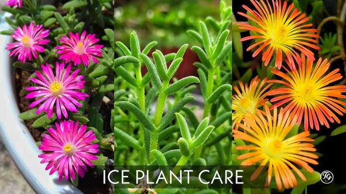 Ice plant Maintenance and Care Practices