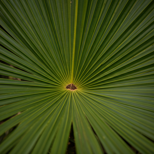 Understanding Saw Palmetto: A Botanical Overview