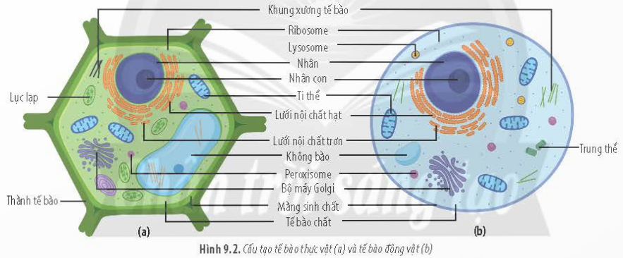 BÀI 9 - TẾ BÀO NHÂN THỰCMỞ ĐẦUCâu 1: Ở người, khi bị thương, người ta thường sát trùng vết thương bằng nước oxy già. Hình 9.1 cho thấy hiện tượng xảy ra khi nhỏ oxy già lên vết thương. Nguyên nhân nào dẫn đến hiện tượng này?Đáp án chuẩn:Khi oxy già tiếp xúc với enzyme catalase trong tế bào, sẽ giải phóng O2 và tạo ra hiện tượng sủi bọt trên vết thương.A. ĐẶC ĐIỂM CHUNG CỦA TẾ BÀO NHÂN THỰCCâu 1: Tên gọi tế bào nhân thực xuất phát từ đặc điểm nào của tế bào?Đáp án chuẩn:- Do tế bào này đã có nhân hoàn chỉnh, được bao bọc bởi màng nhân.Câu 2: Dựa vào Hình 9.2, hãy lập bảng so sánh cấu tạo tế bào thực vật và động vật. Đáp án chuẩn:- Giống: Đều là tế bào nhân thựcĐều có 3 thành phần chính: màng sinh chất, tế bào chất và nhânĐều có các bào quan: riboxom, lysoxom, ti thể, lưới nội chất, lưới nội chất trơn, không bào, peroxixom,...- Khác:Tế bào động vậtTế bào thực vậtKhông có thành tế bào bao quanhCó thành tế bào bao quanhKhông có lục lạpCó lục lạpcó trung tửKhông có trung tửKhông bào nhỏKhông bào lớnB. CÂU TẠO TẾ BÀO NHÂN THỰCI. NHÂN TẾ BÀOCâu 3: Dựa vào Hình 9.3, hãy cho biết:a) Các đặc điểm của màng nhân.b) Vai trò của lỗ màng nhân.c) Những thành phần bên trong nhân tế bào.Đáp án chuẩn:a) Màng nhân gồm hai lớp (màng trong và màng ngoài), có ribosome đính và các lỗ nhỏ gọi là lỗ màng nhân.b) Lỗ màng nhân thực hiện trao đổi chất giữa nhân và tế bào chất.c) Bên trong nhân tế bào có dịch nhân, nhân con và chất nhiễm sắc.Luyện tập: Loại bỏ nhân của tế bào trứng thuộc cá thể A (a), sau đó, chuyển nhân từ tế bào soma của cá thể B (b) vào. Nuôi cấy tế bào chuyển nhân cho phát triển thành cơ thể mới. Cơ thể này mang phần lớn đặc điểm của cá thể nào? Tại sao?Đáp án chuẩn:Cơ thể này mang đặc điểm chủ yếu của cá thể B do có nhân của cá thể B ban đầu, từ đó mang các thông tin di truyền của cá thể B.II. TẾ BÀO CHẤT1. Bào tương2. RibosomeCâu 4: Dựa vào kiến thức đã học, hãy cho biết chức năng của ribosome trong tế bào.Đáp án chuẩn:Ribosome gồm hai tiểu phần lớn và bé, được cấu tạo từ rRNA và protein. rRNA là khuôn tổng hợp protein cho tế bào, và các tiểu phần này đóng vai trò quan trọng trong quá trình tổng hợp protein.Luyện tập: Cho biết cơ sở khoa học của việc sử dụng thuốc kháng sinh ức chế hoạt động của ribosome để tiêu diệt một số loài vi khuẩn có hại kí sinh trong cơ thể người.Đáp án chuẩn:Các kháng sinh ức chế hoạt động của ribosome gắn lên ribosome 70S của vi khuẩn, ngăn cản quá trình giải mã di truyền và dẫn đến ức chế tổng hợp protein của vi khuẩn.3. Lưới nội chấtCâu 5:  Quan sát Hình 9.6, hãy cho biết hai loại lưới nội chất có đặc điểm gì khác nhau.Đáp án chuẩn:Sự khác nhau giữa lưới nội chất hạt và lưới nội chất trơn như sau:- Lưới nội chất hạt: Bao gồm các túi dẹp xếp song song thành nhóm. Mặt ngoài màng có đính các hạt ribosome.- Lưới nội chất trơn: Bao gồm các ống thông với nhau tạo thành nhóm. Mặt ngoài màng không có hạt ribosome.Câu 6: Cho biết các loại tế bào sau đây có dạng lưới nội chất nào phát triển mạnh: tế bào gan, tế bào tuyến tụy, tế bào bạch cầu. Giải thích.Đáp án chuẩn:- Tế bào gan: Lưới nội chất trơn phát triển hơn để chuyển hóa đường và giải độc cho cơ thể, vì gan có vai trò quan trọng trong quá trình chuyển hóa và khử độc.- Tế bào tuyến tụy: Lưới nội chất hạt phát triển hơn để sản xuất các enzyme tiêu hóa, vì tuyến tụy tiết ra các enzyme này để hỗ trợ quá trình tiêu hóa.- Tế bào bạch cầu: Lưới nội chất hạt phát triển hơn để sản xuất kháng thể, chất truyền tin hóa học và enzyme, giúp bạch cầu tiêu diệt các tác nhân gây bệnh.Luyện tập: Những người thường xuyên uống nhiều rượu, bia sẽ có loại lưới nội chất nào phát triển? Tại sao?Đáp án chuẩn:Người uống nhiều rượu, bia phải thực hiện quá trình chuyển hóa và thải độc ở gan nhiều hơn, do đó cần sự phát triển của lưới nội chất trơn để hỗ trợ chuyển hóa và giải độc cho tế bào.4. Bộ máy GolgiCâu 7: Dựa vào Hình 9.7, hãy:a) Cho biết các sản phẩm của bộ máy Golgi có thể được vận chuyển đến đâu. Cho ví dụ.b) Mô tả quá trình sản xuất và vận chuyển protein tiết ra ngoài tế bào.Đáp án chuẩn:a) Sản phẩm của bộ máy Golgi có thể được vận chuyển đến bào quan trong tế bào hoặc ra ngoài tế bào. Ví dụ, các enzyme tiết ra từ lưới nội chất của tuyến tụy được đóng gói và vận chuyển bởi bộ máy Golgi đến các tế bào gan.b) Quá trình sản xuất và vận chuyển protein ra ngoài tế bào:Protein được sản xuất từ lưới nội chất hạt sẽ được vận chuyển đến bộ máy Golgi để đóng gói thông qua lysosome hoặc túi tiết, sau đó vận chuyển đến bào quan trong tế bào hoặc ra ngoài tế bào.Câu 8: Tại sao bộ máy Golgi được xem là trung tâm sản xuất, kho chứa, biến đổi và phân phối các sản phẩm của tế bào?Đáp án chuẩn:Bộ máy Golgi được xem là trung tâm sản xuất, kho chứa, biến đổi và phân phối các sản phẩm của tế bào từ lưới nội chất, qua đó các sản phẩm được đóng gói, biến đổi và phân phối đến các vị trí khác trong tế bào.Luyện tập: Giải thích mối quan hệ về chức năng của ribosome, lưới nội chất và bộ máy Golgi.Đáp án chuẩn:Lưới nội chất hạt chứa ribosome để tổng hợp protein, sau đó protein được vận chuyển đến các vị trí khác qua bộ máy Golgi. Lưới nội chất hạt là trung tâm sản xuất, ribosome là khuôn mẫu và bộ máy Golgi là trung tâm vận chuyển.5. Ti thểCâu 9: Dựa vào Hình 9.8, hãy:a) Mô tả cấu tạo của ti thể.b) Cho biết diện tích màng ngoài và màng trong của ti thể khác nhau như thế nào. Tại sao lại có sự khác biệt này? Điều đó có ý nghĩa gì?Đáp án chuẩn:a) Ti thể thường có dạng hình cầu hoặc bầu dục, bào quan bởi hai lớp màng. Màng ngoài trơn nhẵn, màng trong gấp nếp thành các mào chứa hệ thống enzyme hô hấp.b) Diện tích màng trong của ti thể lớn hơn diện tích màng ngoài do màng trong gấp nếp thành các mào, tăng diện tích bề mặt. Điều này giúp tăng lượng enzyme tham gia vào quá trình hô hấp tế bào và tăng năng suất của quá trình này.Câu 10: Cho các tế bào sau: tế bào gan, tế bào xương, tế bào cơ tim, tế bào biểu bì, tế bào thần kinh. Hãy xác định tế bào nào cần nhiều ti thể nhất. Giải thích.Đáp án chuẩn:Trong các loại tế bào như gan, xương, cơ tim, biểu bì và thần kinh, tế bào cơ tim là những tế bào cần hoạt động nhiều nhất. Do đó, tế bào cơ tim có nhiều ti thể nhất.Luyện tập: Tại sao ti thể có khả năng tổng hợp một số protein đặc trưng của nó.Đáp án chuẩn:Trong chất nền của ti thể có đủ các dạng RNA và ribosome, cho phép ti thể tự tổng hợp một số protein riêng cho nó.II. TẾ BÀO CHẤT6. Lục lạpCâu 11: Dựa vào Hình 9.9, hãy mô tả cấu tạo của lục lạp. Từ cấu tạo, hãy cho biết chức năng của lục lạp.Đáp án chuẩn:- Cấu tạo của lục lạp: Lục lạp có hai lớp màng. Bên trong chứa chất nền stroma và thylakoid. Thylakoid xếp chồng lên nhau thành granum và kết nối qua các ống nối.- Chức năng của lục lạp: Màng thylakoid nhận photon ánh sáng và chất nền lục lạp sản xuất enzyme quang hợp và các protein chuỗi truyền electron, sử dụng năng lượng mặt trời để tổng hợp các chất cho tế bào.Luyện tập: So sánh cấu trúc của ti thể và lục lạp.Đáp án chuẩn:- Giống: Gồm 2 lớp màngĐều có DNA riêng, ribosome 70S và các enzyme- Khác:Ti thểLục lạpMàng trong gấp nếpMàng trong không gấp nếpBên trong màng không có cấu tạo khácĐược cấu tạo bởi hệ thống granum gồm các thylakoid7. Một số bào quan khácCâu 12: Tại sao khung xương tế bào có vai trò đặc biệt quan trọng đối với tế bào động vật?Đáp án chuẩn:Khung xương tế bào đóng vai trò quan trọng đối với tế bào động vật bằng cách duy trì hình dạng ổn định, là nơi neo đậu của bào quan và enzyme, và hỗ trợ cho khả năng vận động của tế bào.Câu 13: Hoạt động chức năng của lysosome có ý nghĩa gì đối với tế bào?Đáp án chuẩn:Lysosome có ý nghĩa quan trọng đối với tế bào bao gồm hai khía cạnh chính:- Tham gia vào quá trình tiêu hóa nội bào bằng cách phân hủy các phân tử hữu cơ lớn, loại bỏ các sản phẩm dư thừa và phân huỷ các tế bào bào quan già hoặc bị tổn thương không còn khả năng phục hồi. Điều này giúp bảo vệ cơ thể khỏi nguy cơ ngộ độc và tối ưu hóa sử dụng vật chất và năng lượng.- Có vai trò bảo vệ tế bào bằng cách ngăn chặn các tác nhân gây hại như virus, vi khuẩn và các chất độc hại.Câu 14: Hậu quả gì sẽ xảy ra cho tế bào nếu lysosome bị vỡ?Đáp án chuẩn:- Hệ enzyme có trong lysosome sẽ phá hủy tế bào.Câu 15: Tại sao tế bào thực vật không có lysosome nhưng vẫn thực hiện được chức năng tiêu hoá nội bào ?Đáp án chuẩn:Tế bào thực vật không có lysosome nhưng vẫn thực hiện chức năng tiêu hoá nội bào bằng cách sử dụng các vacuole lớn. Trong vacuole có chứa các enzyme thủy phân để thực hiện quá trình nội bào.Câu 16: Tại sao một số thuốc ức chế sự hình thành vi ống có tác dụng ngăn ngừa ung thư?Đáp án chuẩn:Các thuốc ức chế sự hình thành vi ống ngăn chặn quá trình hình thành trung thể, dẫn đến sản phẩm lỗi của phân bào bị tiêu hủy và đào thải ra ngoài. Do đó, các thuốc này có tác dụng ngăn ngừa sự phát triển của ung thư.Luyện tập: Ở người, một số loại tế bào như tế bào thần kinh, tế bào cơ trưởng thành không có trung thể. Các tế bào này có phân chia được không? Vì sao?Đáp án chuẩn:Các tế bào như tế bào thần kinh và tế bào cơ trơn, không có trung thể và do đó không có khả năng phân chia. Thiếu trung thể ngăn cản quá trình hình thành thoi phân bào, dẫn đến sự thiếu khả năng phân chia của các tế bào này.III. MÀNG SINH CHẤTCâu 17: Màng sinh chất được cấu tạo từ những thành phần nào?Đáp án chuẩn:- Lớp phospholipid kép, các protein bám màng và xuyên màng, glycoprotein và cholesterol.Câu 18: Tại sao nói màng sinh chất có tính “khảm động”?Đáp án chuẩn:Màng sinh chất có tính  khảm động