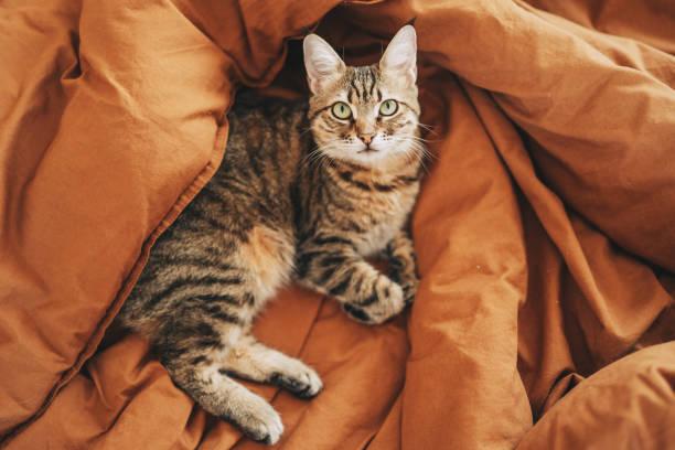 A cat lying on a blanket

Description automatically generated