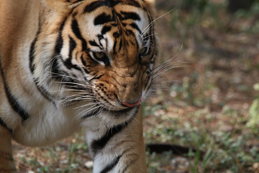 Close-Up Shot of a Tiger