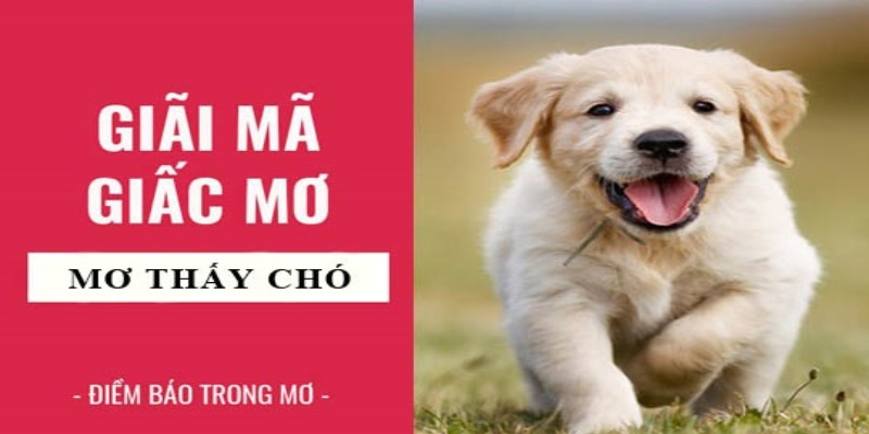 Thú cưng cắn vào chân là điềm báo cho một điều không lành