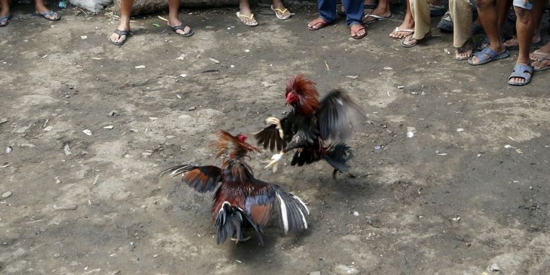 Đá Gà OK88 – Sân chơi đỉnh cao cho dân cược mê gà chiến