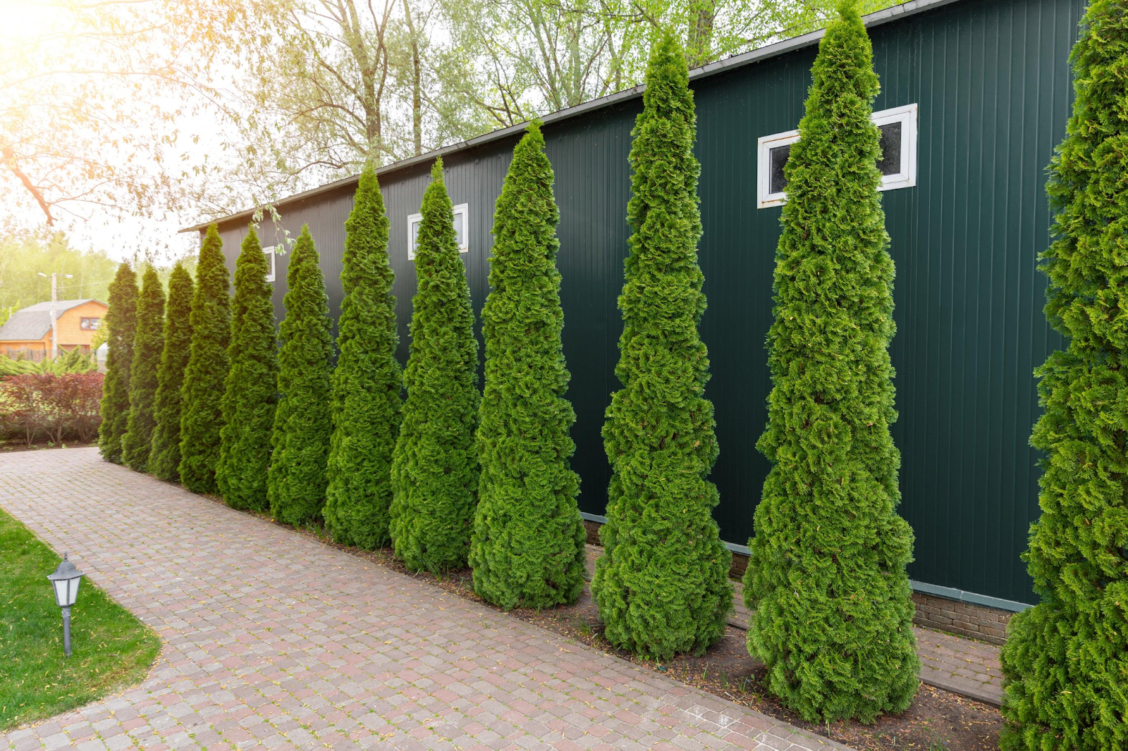 Benefits of Arborvitae Tree