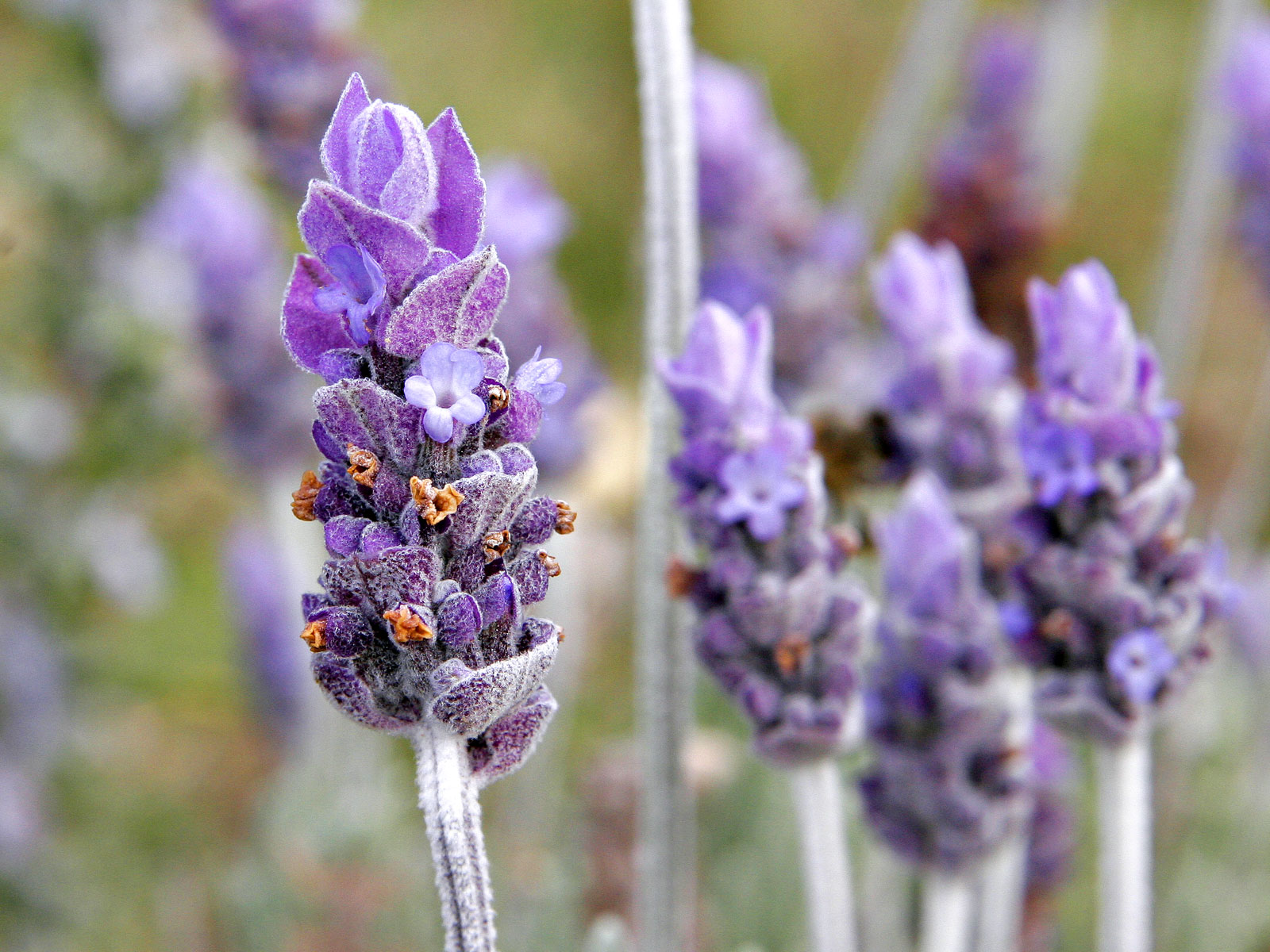 Lavender Botanical Description