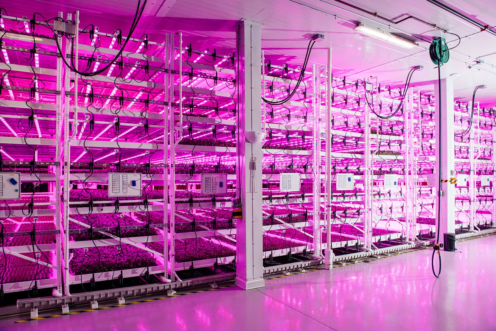 A brightly lit indoor vertical farming facility featuring rows of stacked shelves filled with plants. The space is illuminated by vibrant pink and purple LED grow lights, highlighting the futuristic and high-tech setup. Control panels and wiring are visible, emphasizing the precision and automation of the operation. The polished floor reflects the lighting, adding to the clean and organized environment.