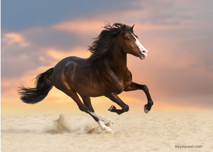 How Does Anatomy Affect Horse Speed?