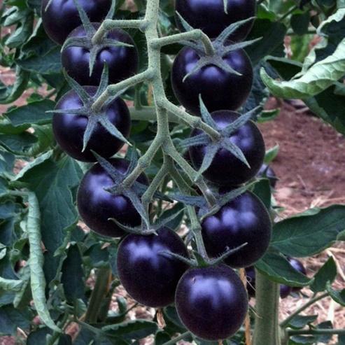 Puede incluir: Un racimo de tomates de color morado oscuro creciendo en una vid. Los tomates son redondos y tienen un acabado brillante.