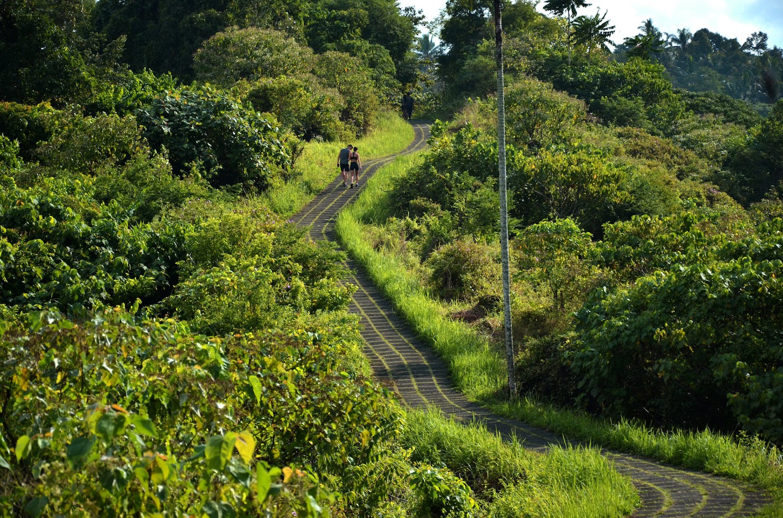 hiking trail in ubud with palm trees 