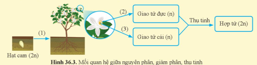 BÀI 36: NGUYÊN PHÂN VÀ GIẢM PHÂN