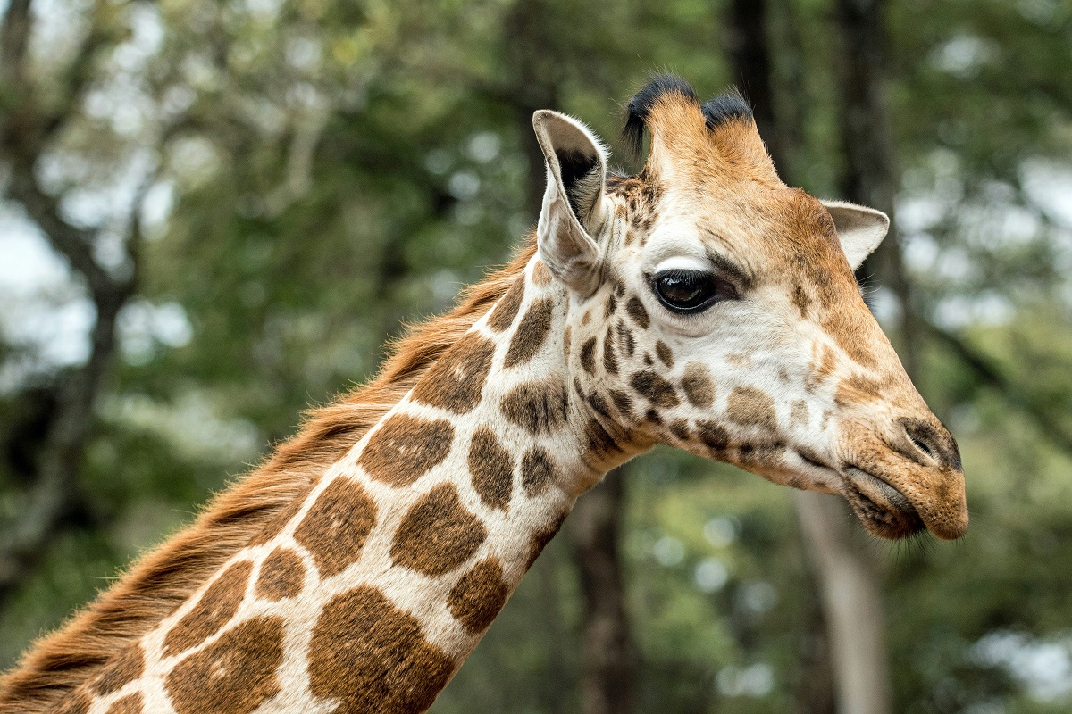 Giraffe centre