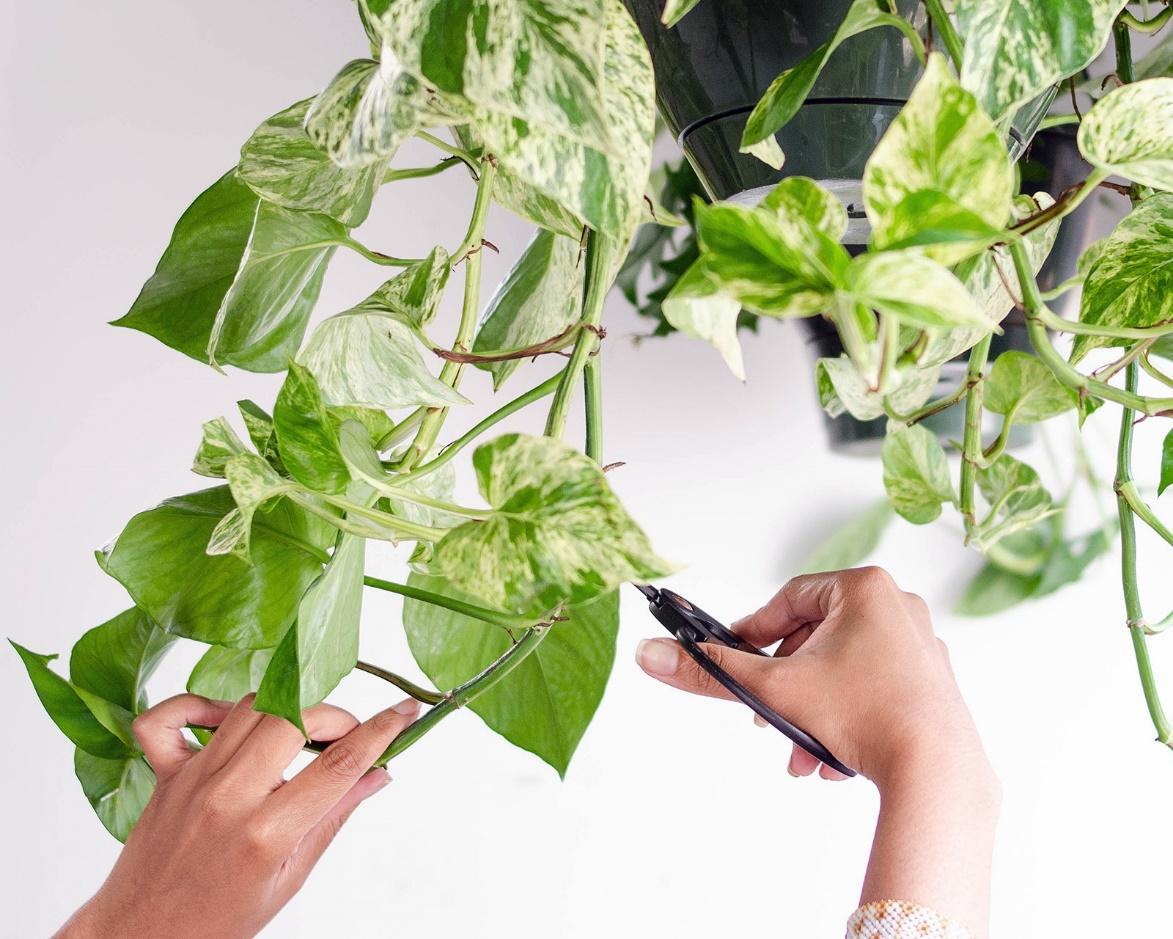 Growing and Trimming of Pothos Plant