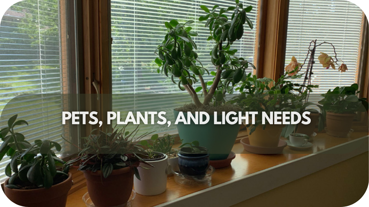 Find out how to balance light exposure for your pets and plants while maintaining comfort.