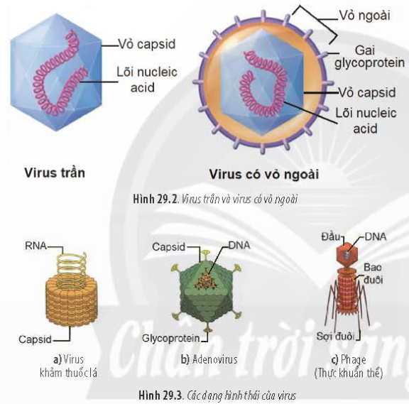 BÀI 29 - VIRUS