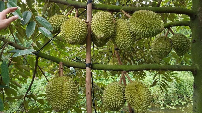 Trái sầu riêng chuồng bò