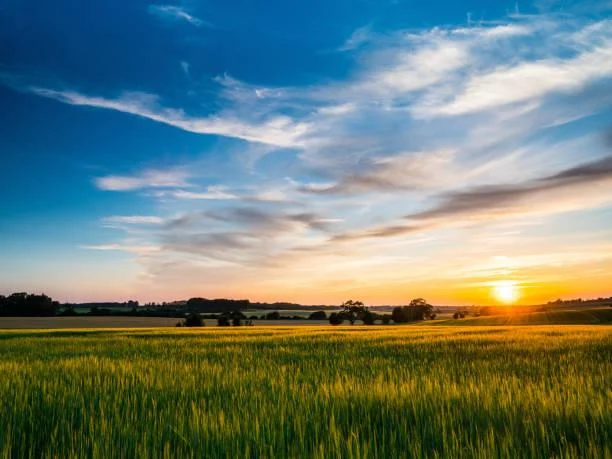 12 Sunset Hills Reflecting Golden Light, golden hills, evening shine, nature, forest, landscape, sunset slope, warm glow