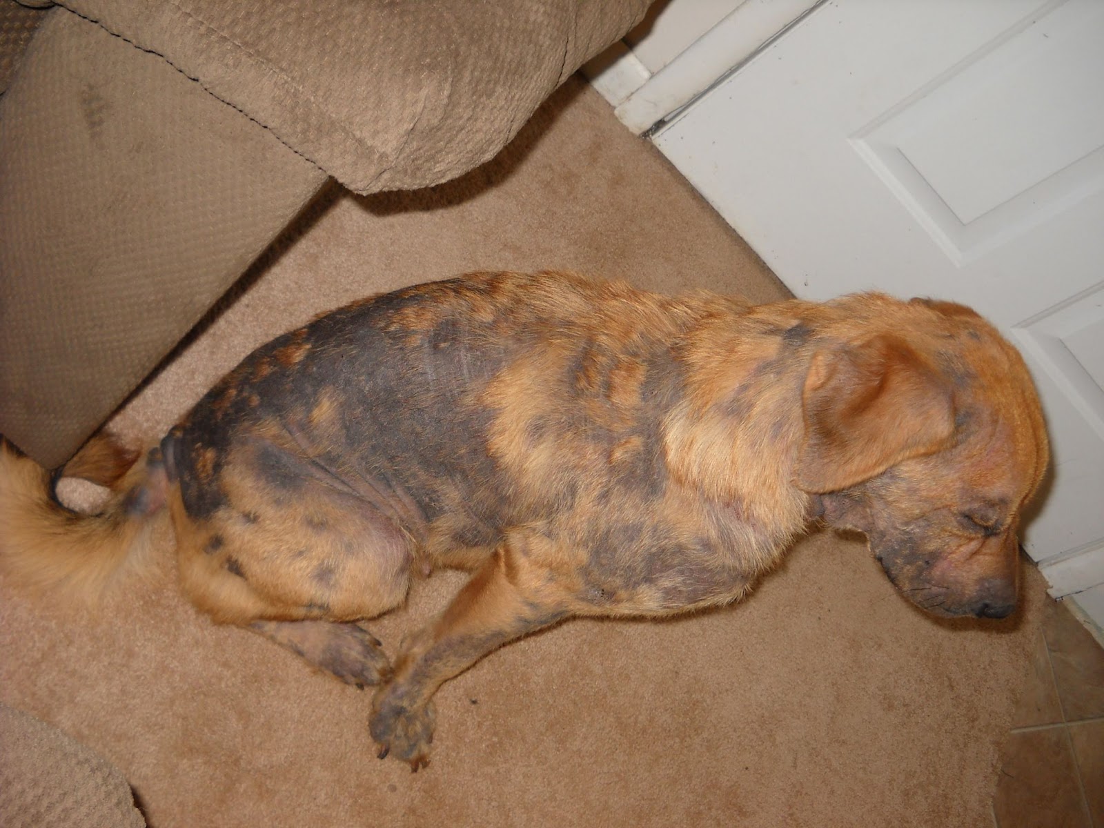 brown dog with mange