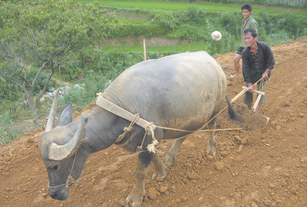 Ý Nghĩa Mê Hoặc của Giấc Mơ về Trâu - Khám Phá Những Số May Mắn Ẩn Chứa