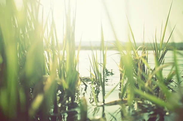 25 Rolling Fields Covered in Morning Dew, morning dew, rolling fields, nature, landscape, fresh grass, cool light