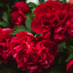 beautiful arabic flowers
